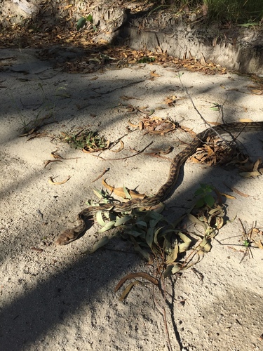 Australian Scrub Python sighting