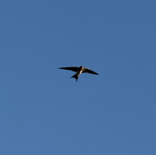 Barn Swallow