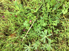 Trifolium depauperatum