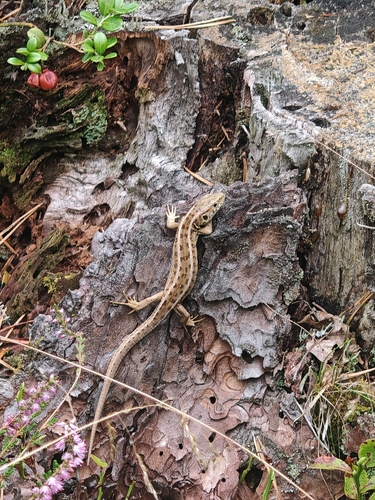 Sand Lizard
