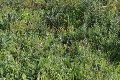Stachys aethiopica, photograph (c) Tony Rebelo, some rights reserved (CC BY-SA)