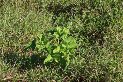 Pelargonium vitifolium