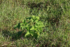 Pelargonium vitifolium