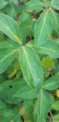 Cornus capitata