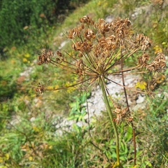 Laserpitium latifolium, photograph author not stated, no rights reserved