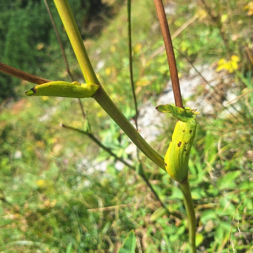 Laserpitium latifolium, photograph 5