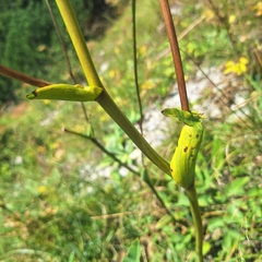 Laserpitium latifolium, photograph author not stated, no rights reserved