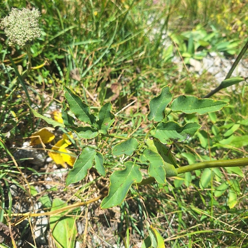 Laserpitium latifolium, photograph 6