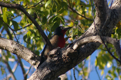 Melanerpes portoricensis