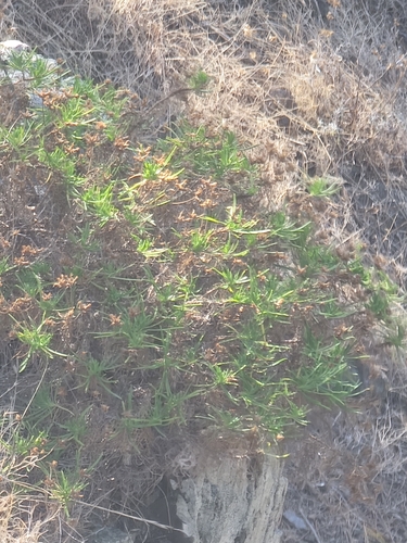 Plantago arborescens, photograph 5