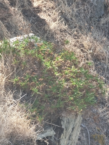 Plantago arborescens, photograph 6