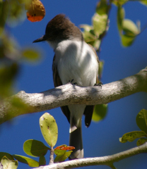 Myiarchus antillarum