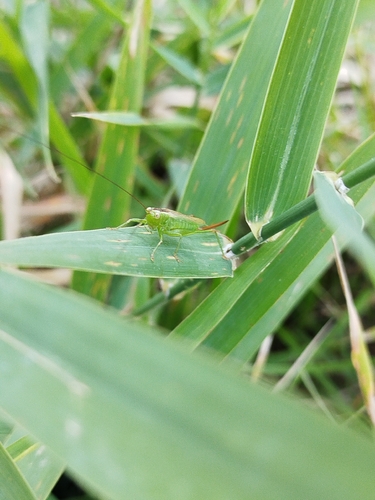 Long-winged Conehead