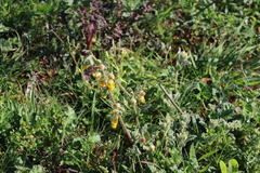 Hermannia althaeifolia