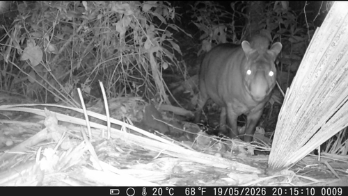 South American Tapir