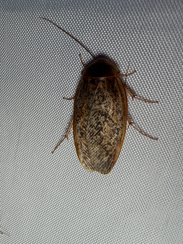 Boll’s Sandroach photo 5
