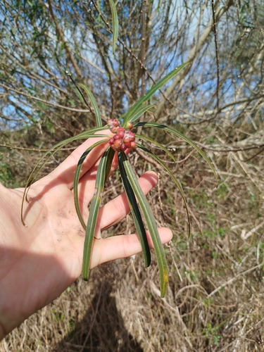 Sapium haematospermum, photograph 5