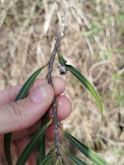 Sapium haematospermum, photograph (c) Gonzalo Romero, some rights reserved (CC BY)