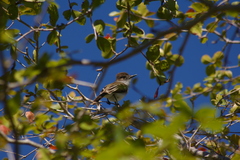 Myiarchus antillarum