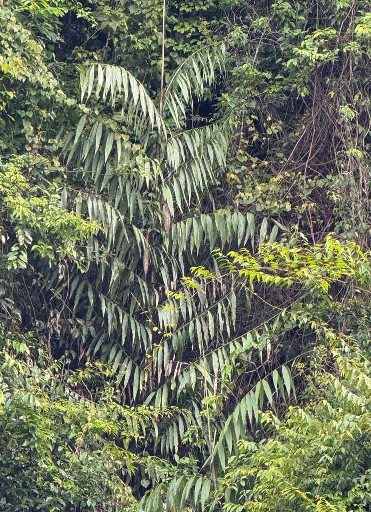 Desmoncus
