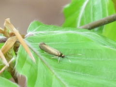 Roeslerstammiidae