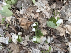Sanguinaria canadensis