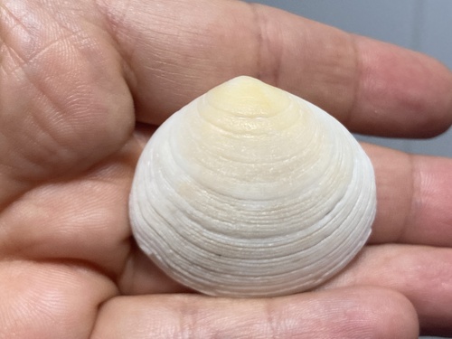 Arcopagia crassa observed 2026-08-22