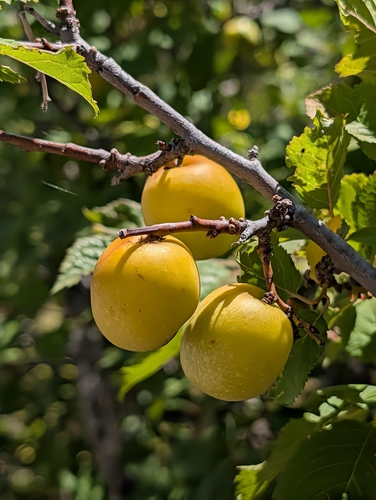 Prunus brigantina, photograph 4