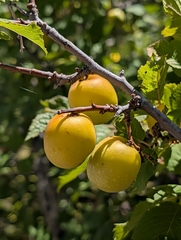 Prunus brigantina, photograph (c) Denis Bastianelli, some rights reserved (CC BY)
