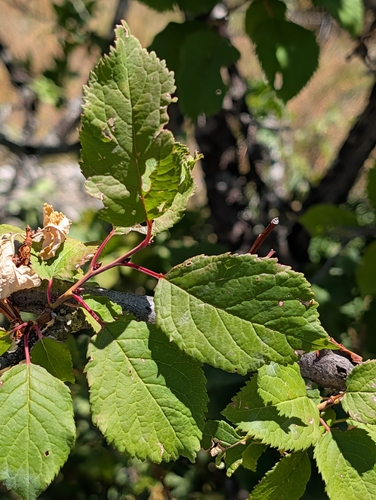 Prunus brigantina, photograph 5
