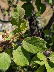 Prunus brigantina, photograph (c) Denis Bastianelli, some rights reserved (CC BY)