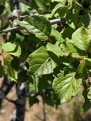 Prunus brigantina, photograph (c) Denis Bastianelli, some rights reserved (CC BY)
