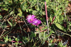 Ruschia rubricaulis
