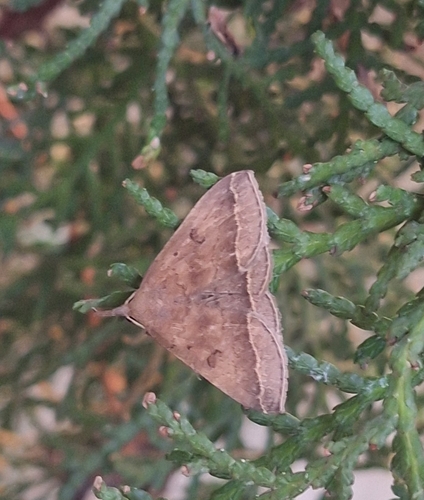 Plumed Fan-foot