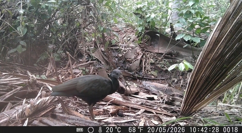 Green Ibis