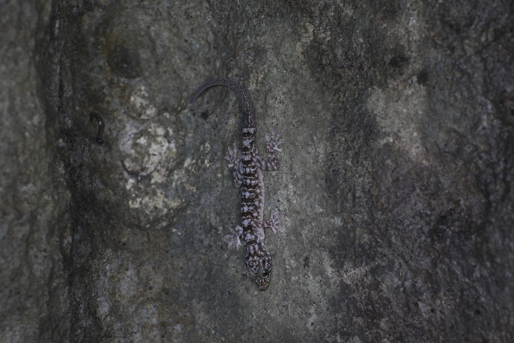 Sengchanthavong's Gecko
