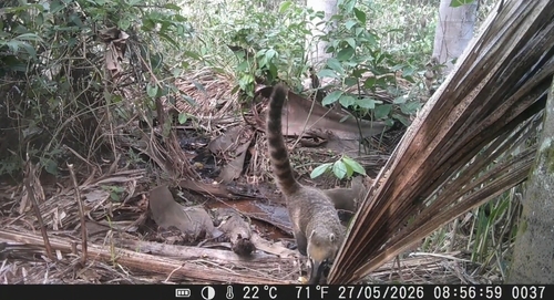 South American Coati