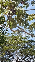 Tyrannus melancholicus