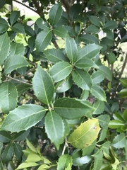 Osmanthus