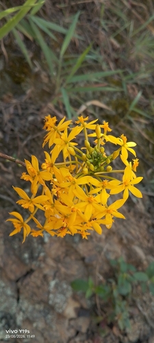 Epidendrum melinanthum