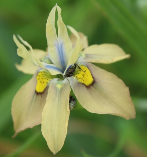Moraea vegeta, photograph 3