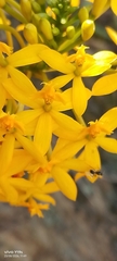 Epidendrum melinanthum, photograph author not stated, no rights reserved