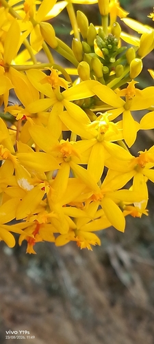 Epidendrum melinanthum, photograph 3