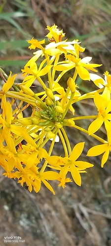 Epidendrum melinanthum, photograph 4