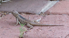 Sceloporus magister