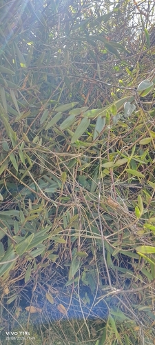 Epidendrum melinanthum, photograph 5