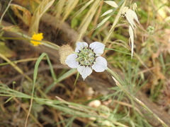 Nigella arvensis