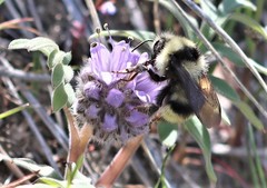 Bombus vandykei
