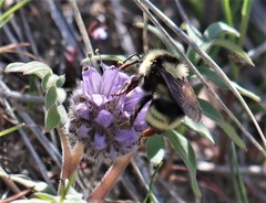 Bombus vandykei