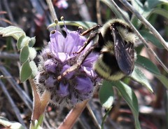 Bombus vandykei
